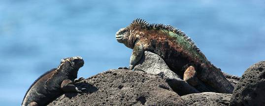 Echse<br>© Fremdenverkehrsamt Ecuador/Galapagos