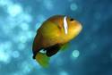 Fisch<br>© Franko Banfi