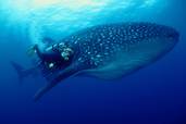 Walhai<br>© Galapagos Sky