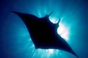 manta<br>© Peter Löseke