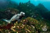 Meeresechse<br>© Galapagos Aggressor