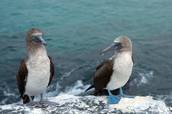 Vogel Galapagos<br>© Fremdenverkehrsamt Ecuador/Galapagos