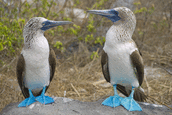Blaufusstölpel<br>© Aqua