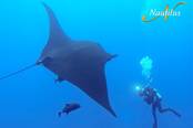 <br>© Nautilus Explorer