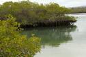 Mangrove<br>© Fremdenverkehrsamt Ecuador/Galapagos
