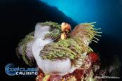 <br>© Top Class Diving