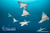 <br>© Top Class Diving