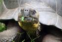 Riesenschildkröte<br>© Peter Löseke