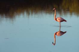 Flamingo<br>© Fremdenverkehrsamt Ecuador/Galapagos