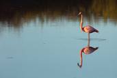 Flamingo<br>© Fremdenverkehrsamt Ecuador/Galapagos