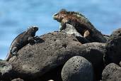 Echse<br>© Fremdenverkehrsamt Ecuador/Galapagos