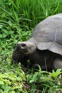 Riesenschildkröte<br>© Dirk Czerwek