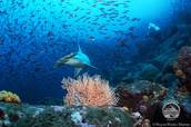 Hammerhai mit Fischschwarm<br>© Galapagos Aggressor