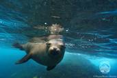 Tauchen<br>© Galapagos Aggressor