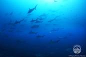 Hammerhai-Schwarm<br>© Aggressor Fleet