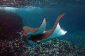 Rochen<br>© Fremdenverkehrsamt Ecuador/Galapagos