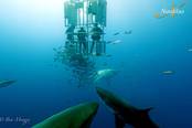 Tauchen Guadelupe <br>© Nautilus