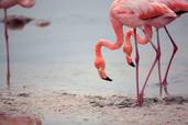 Flamingo <br>© Fremdenverkehrsamt Ecuador / Galapagos