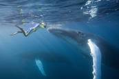 Buckelwal<br>© Reinhard Dirscherl - www.ocean-photos.de