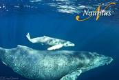 <br>© Nautilus Explorer