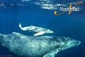 <br>© Nautilus Explorer