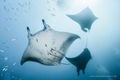 Mantas<br>© Daniela Dirscherl