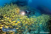 <br>© Top Class Diving