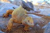 Iguana<br>© Aqua