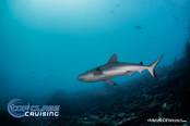 <br>© Top Class Diving