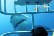 Tauchen Guadelupe <br>© Nautilus