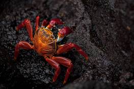 Krabbe<br>© Fremdenverkehrsamt Ecuador/Galapagos