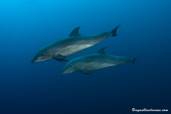 Delfine<br>© Galapagos Sky