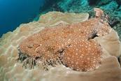 Wobbegong<br>© Daniela Dirscherl