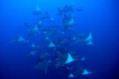 Mobulas<br>© Galapagos Sky