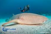 <br>© Top Class Diving