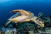 <br>© Top Class Diving
