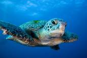 Schildkröte<br>© Galapagos Sky