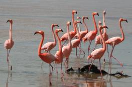Flamingos<br>© Dirk Czerwek