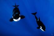 Orcas <br>© Villa Carey