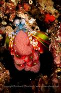 Mantis Shrimp mit Eiern<br>© Reinhard Dirscherl