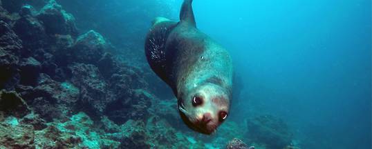 Seelöwe<br>© Peter Löseke