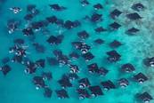 Hanifaru Bay<br>© Horizon III
