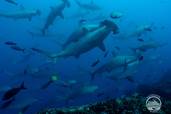 Tauchen<br>© Galapagos Aggressor