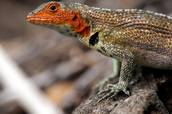 Echse <br>© Fremdenverkehrsamt Ecuador / Galapagos