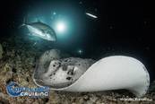 <br>© Top Class Diving