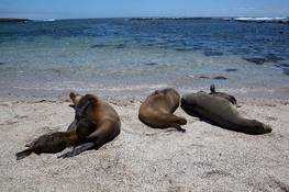 Seelöwen<br>© Fremdenverkehrsamt Ecuador/Galapagos