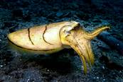 Cuttlefish<br>© Sali Bay Resort