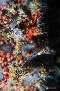 Frogfish<br>© Reinhard Dirscherl