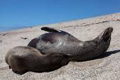 Seelöwen<br>© Fremdenverkehrsamt Ecuador/Galapagos