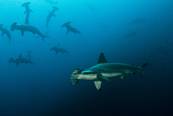 Hammerhaischule<br>© Explorer Ventures